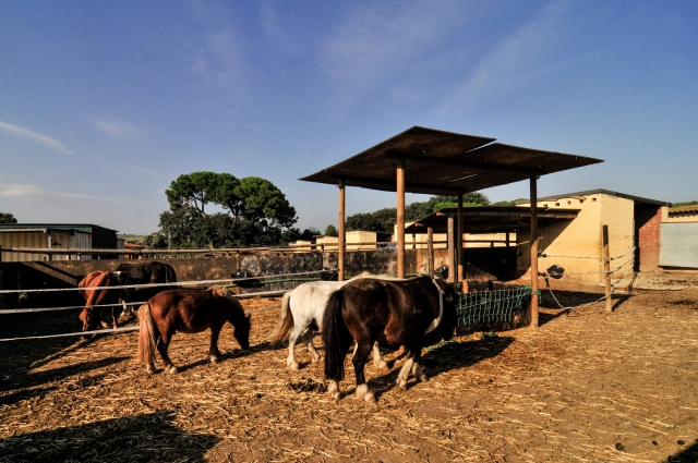  The ponies 